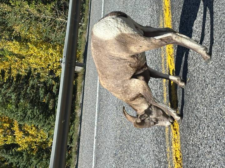 Bighorn sheep licking a yellow road line beside a mountain highway guardrail