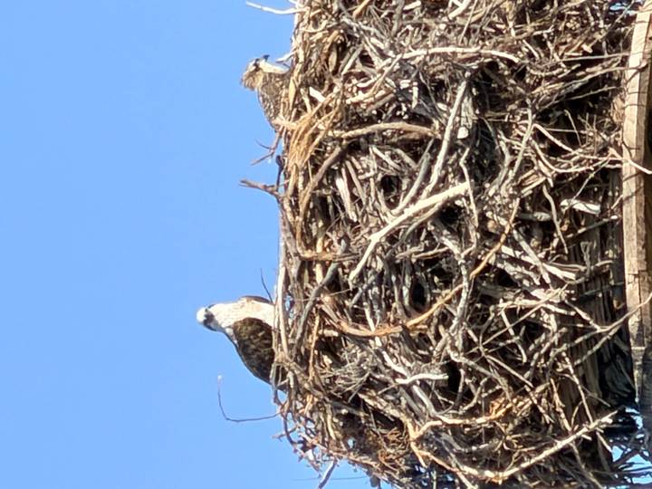 An osprey perches atop a large stick nest against a clear blue sky.