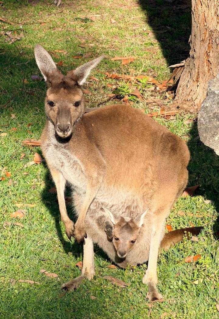 A kangaroo rests on sunlit grass, its fur warmly illuminated.