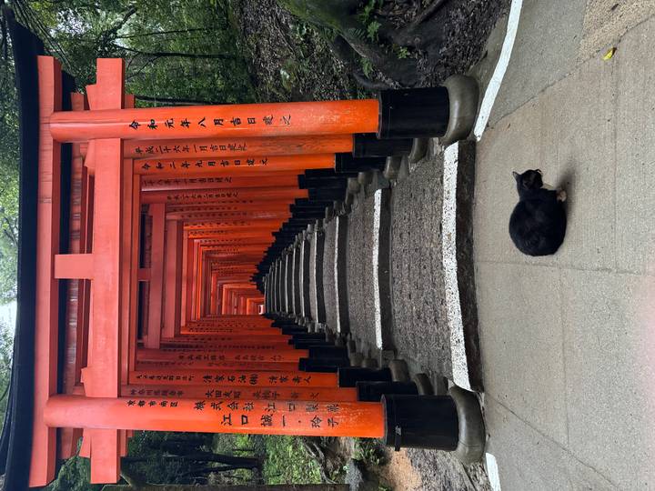 Endless corridor of vermilion torii gates with a black cat sitting calmly in the foreground.