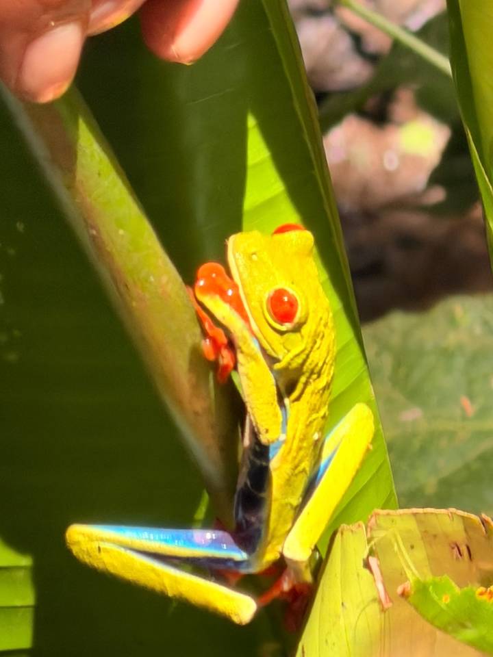 Close-up of a vibrantly colored red-eyed tree frog clinging to a leaf.