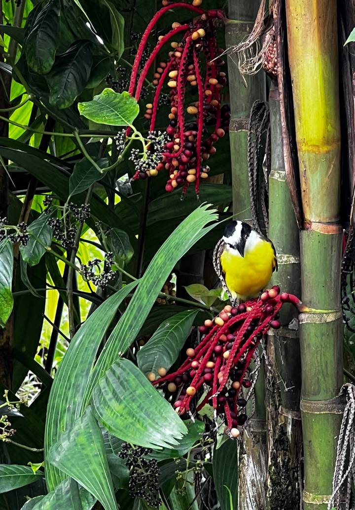 Yellow songbird eating berries amid lush green tropical foliage and bamboo.