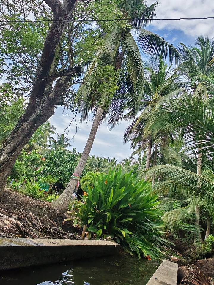 Tall coconut palms and lush foliage reaching toward partly cloudy sky in a tropical setting