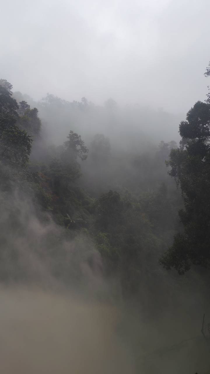 Dense forest shrouded in thick mist creating a mysterious atmosphere