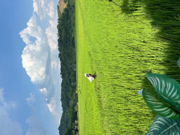 Farmer wearing a conical hat stands amid vibrant green rice paddies under blue skies and puffy clouds