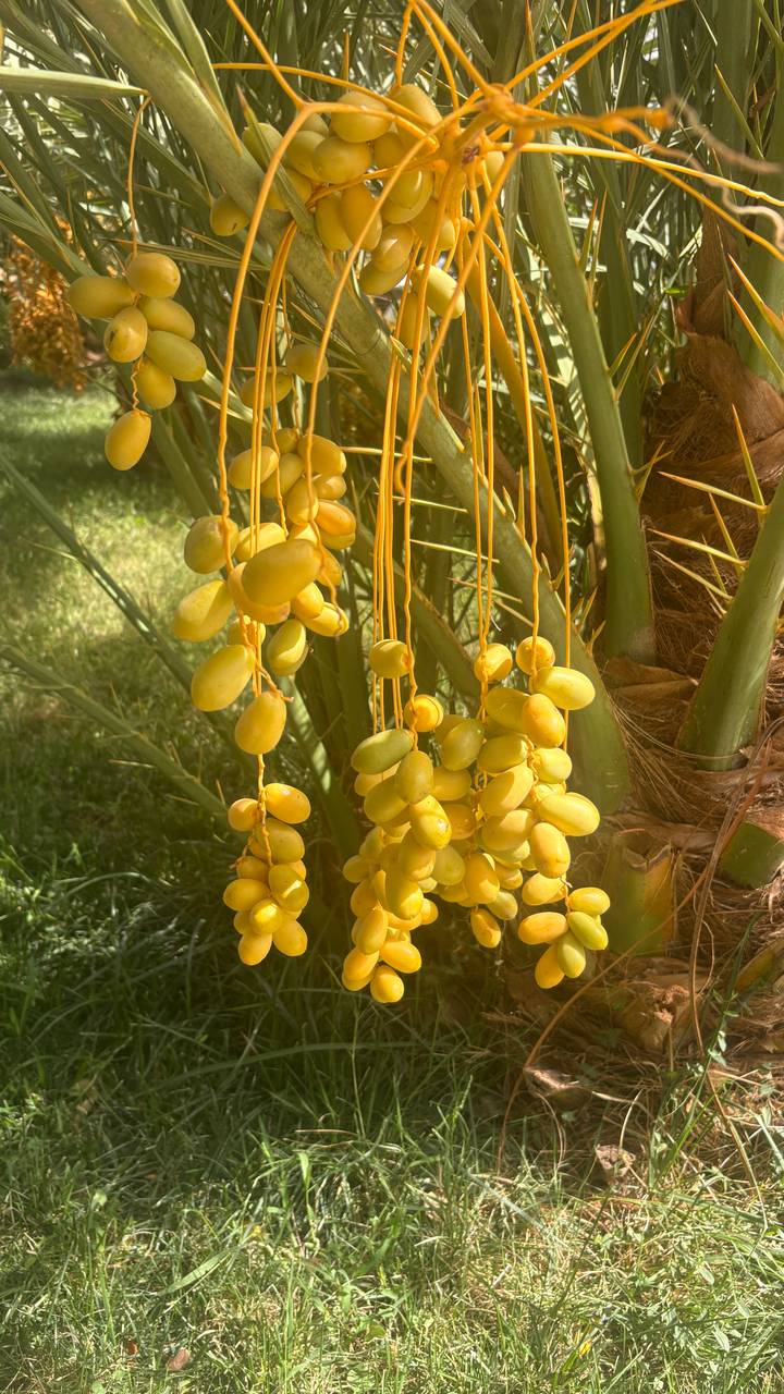 Clusters of fresh yellow dates hang from a palm tree in bright sunlight.