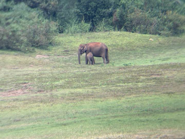 A mother elephant and her calf stand in a grassy clearing bordered by forest.