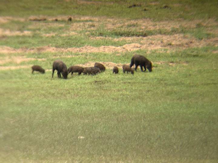 Small herd of wild pigs forages on an open grassy plain.