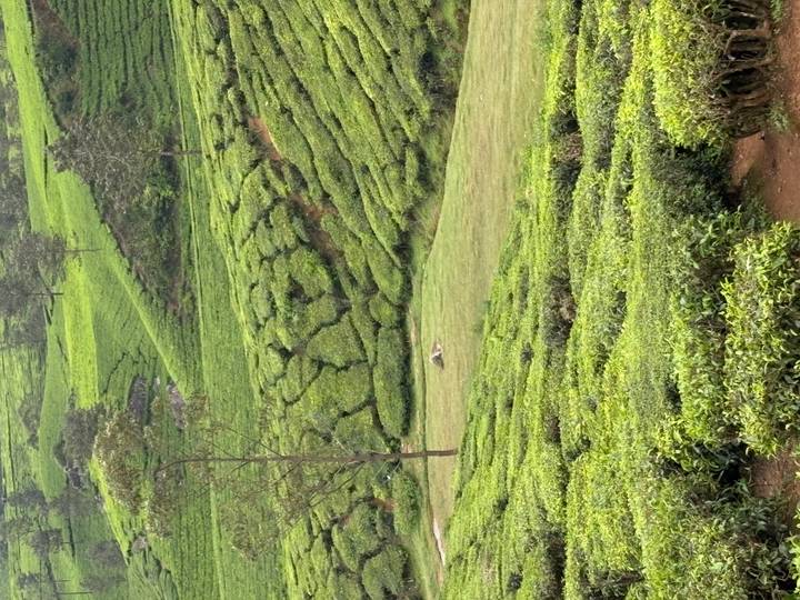 Rolling green tea plantations blanket terraced hillsides under a cloudy sky.