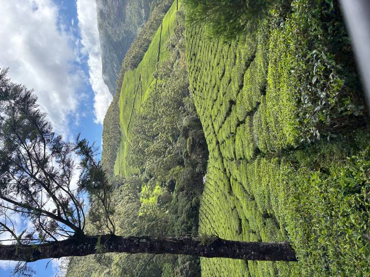 Sunlit green tea bushes form neat patterns across a valley backed by forested hills and blue sky.