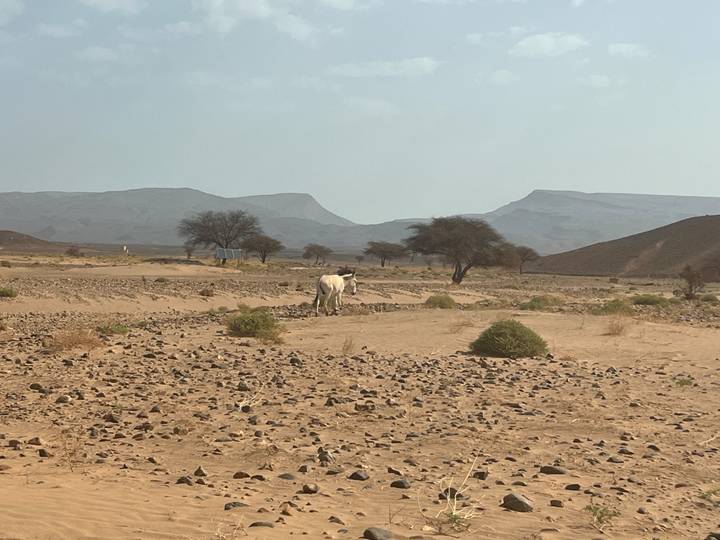 A lone white donkey stands in a vast stony desert plain backed by hazy mountains.