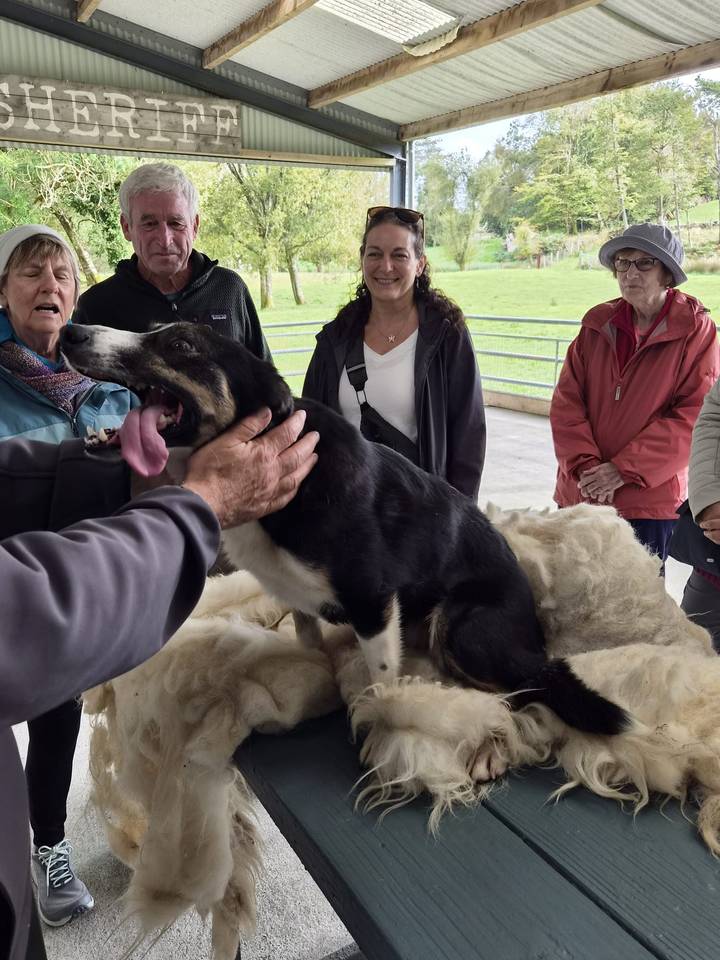Border collie sits on a pile of wool while visitors gather around during a sheep-dog demonstration.