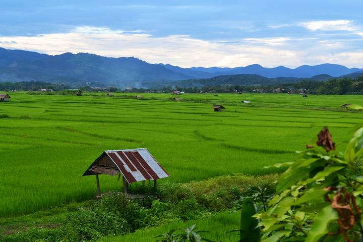 Vast emerald-green rice fields with scattered wooden huts framed by misty blue mountains at dusk.