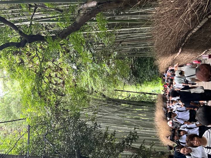 Crowds wander beneath towering bamboo stalks that form a lush green canopy in Arashiyama Bamboo Grove.