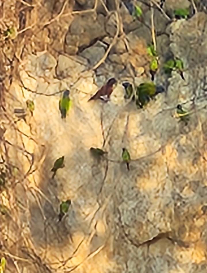 Zoomed image of green parrots clinging to a clay cliff in the Amazon basin