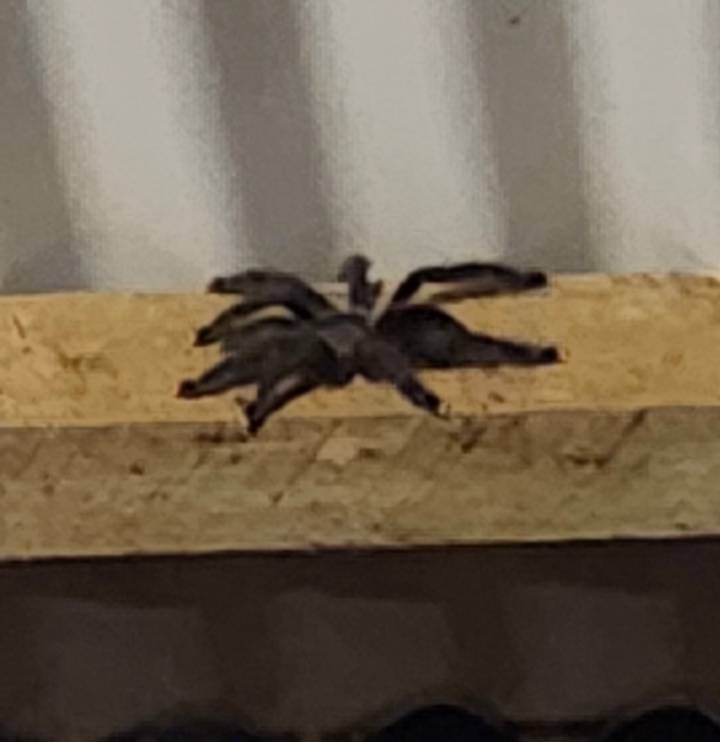 Blurry close-up of a tarantula on a wooden beam at night