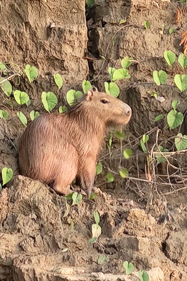 Capybara sitting alert on a muddy riverbank amid green vines and roots