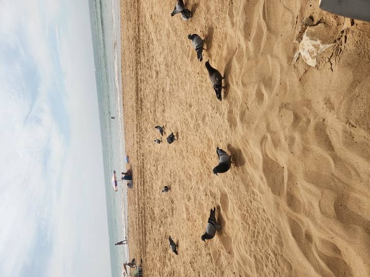 Sandy beach scene with scattered pigeons in the foreground, a couple relaxing under a small umbrella and calm sea beyond.