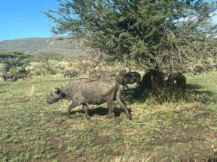 Cape buffalo graze beneath a thorn tree in a grassy savannah landscape with distant herds and low hills.