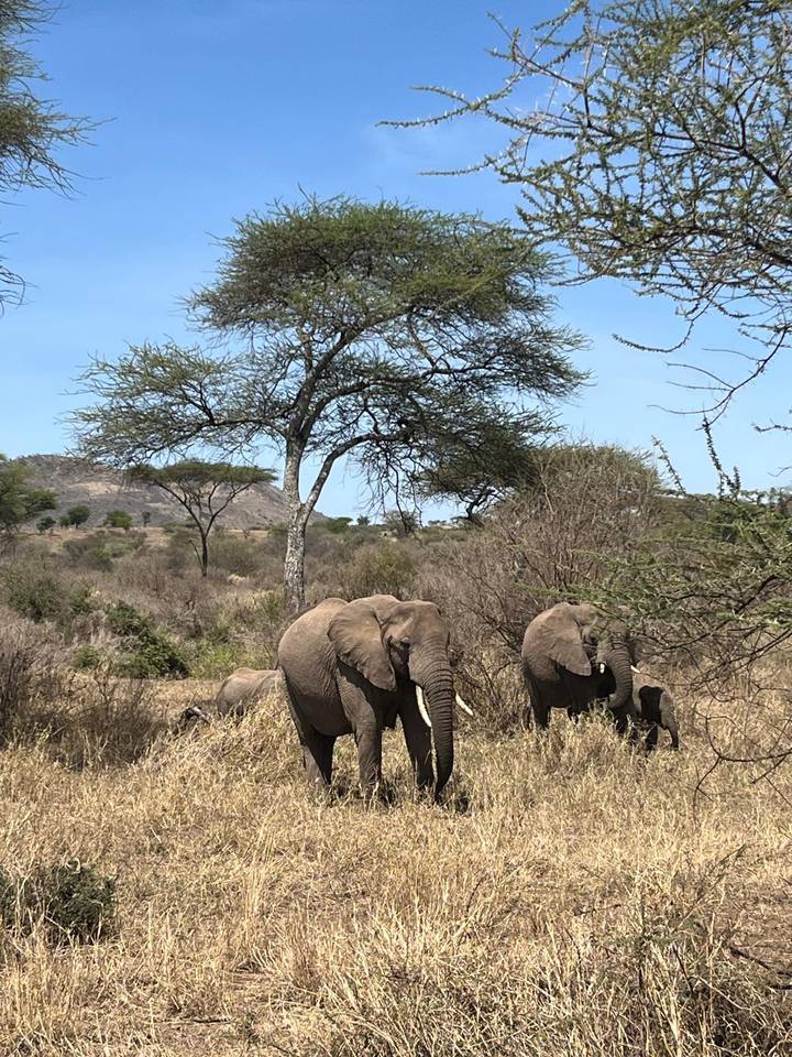 A family of elephants browses among dry bushes and acacia trees under a clear blue African sky.