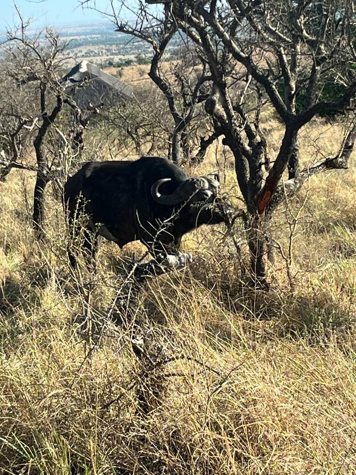A solitary Cape buffalo pushes through dry grass and thorny scrub, its curved horns catching the light.
