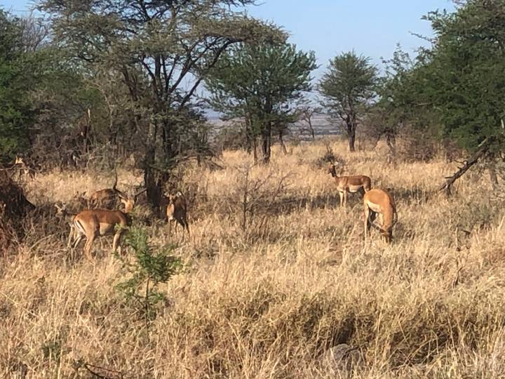 Several impala browse among golden grasses and scattered trees in a dry African woodland.