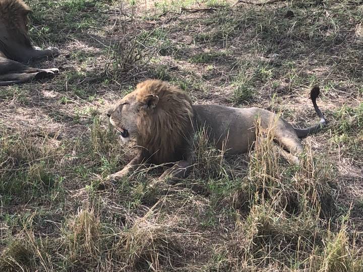 A male lion rests in tall grass, its mane slightly tousled as it gazes across the savannah.