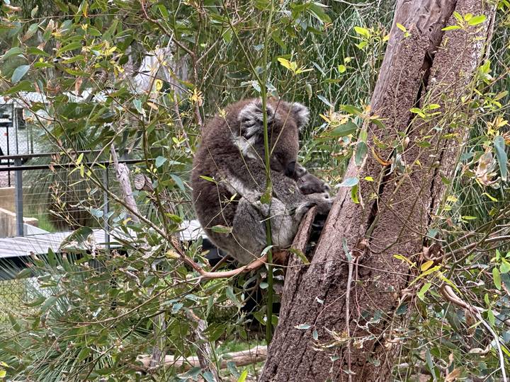 Koala curled up sleeping in a eucalyptus tree surrounded by dense foliage.