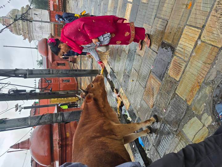 Local woman in bright pink dress feeds a brown cow on a wet stone street near a temple.