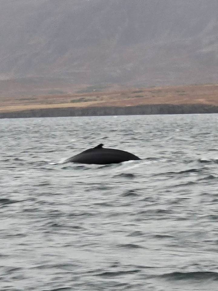 Distant view of a whale’s back and dorsal fin breaking the surface of choppy grey waters.
