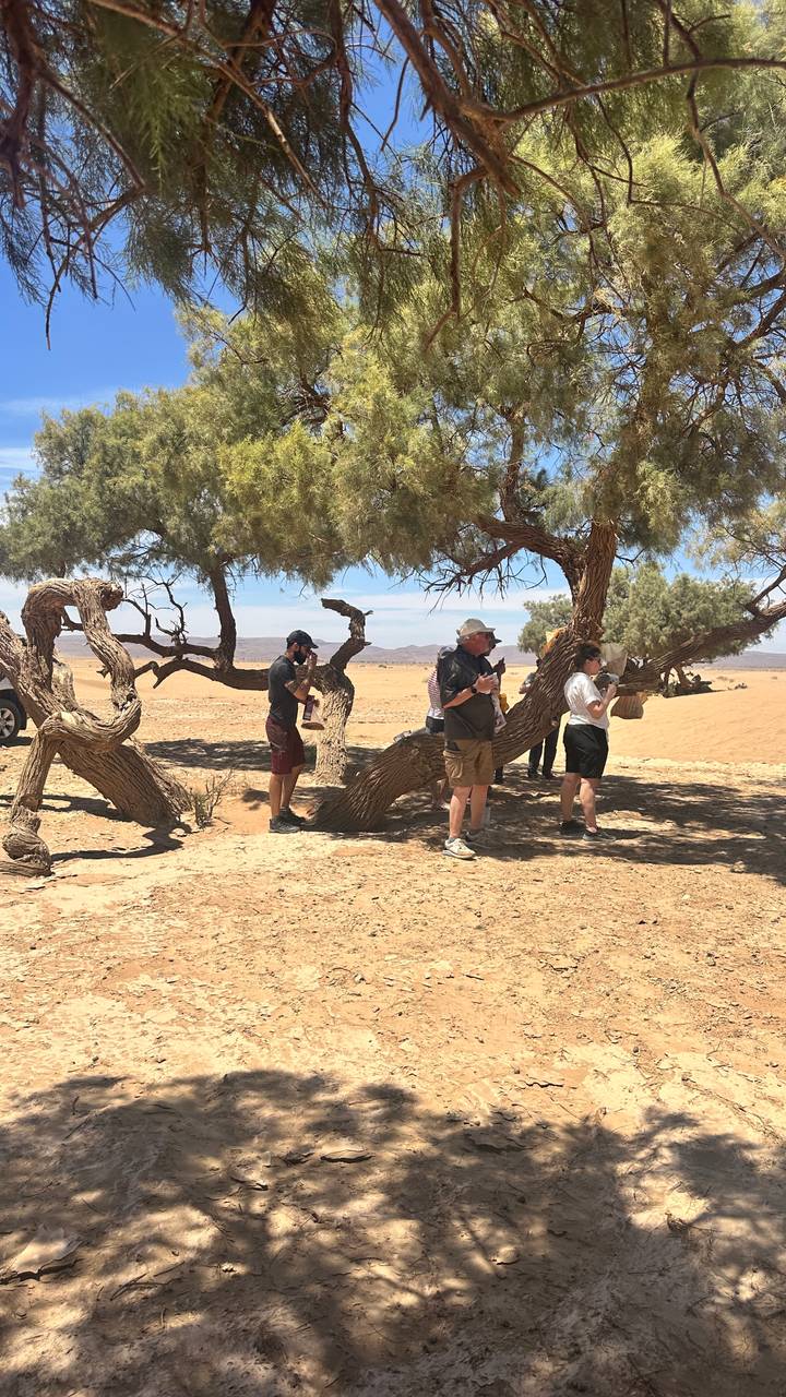 Travellers photograph twisted desert trees on sandy terrain under harsh sunlight.