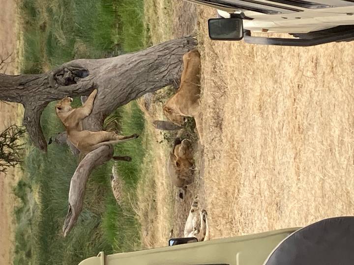 Group of lions resting under and on a tree in grassy savannah clearing.