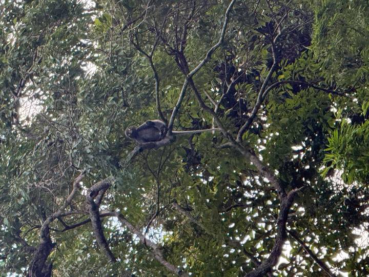 A dusky langur monkey sits high in dense jungle branches.