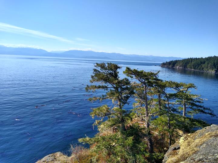 Evergreen trees atop a rocky promontory overlook a vast calm ocean with distant mountains.
