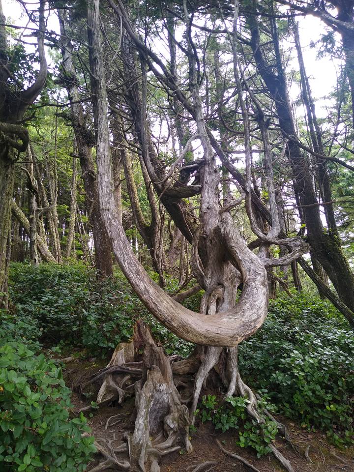 Twisted, moss-covered tree trunks create natural arches in a dense coastal forest.