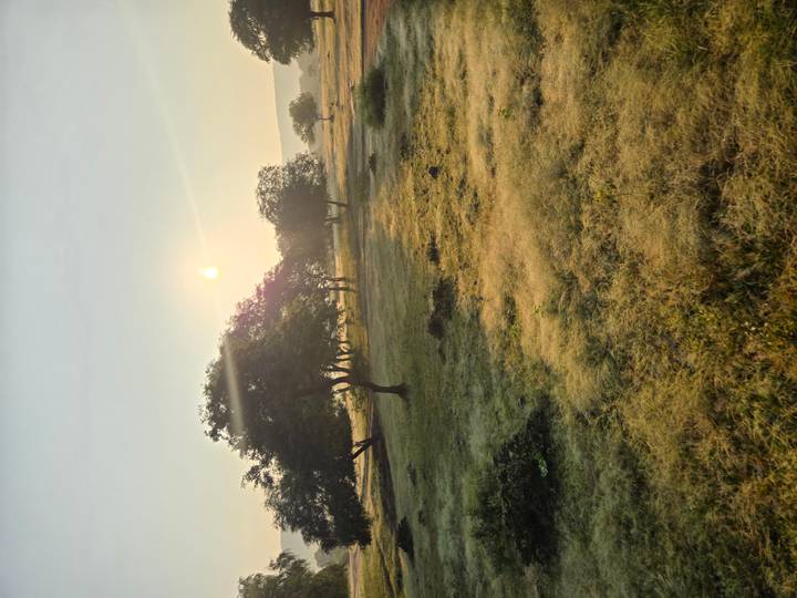Soft sunrise light over dewy grassland scattered with acacia-like trees.