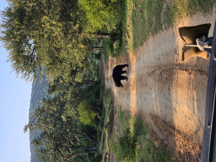 A wild sloth bear crosses a dusty jeep track through dry forest scrub.