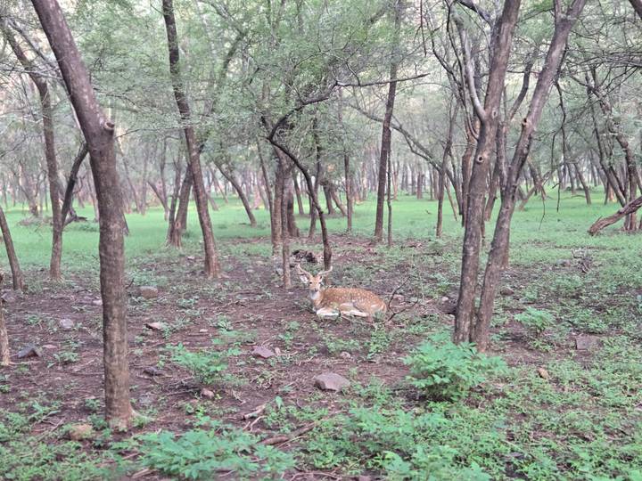 Spotted deer rests on the forest floor surrounded by slender trees and green undergrowth.