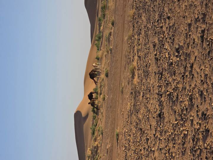 Camels graze near low desert dunes in warm evening light.