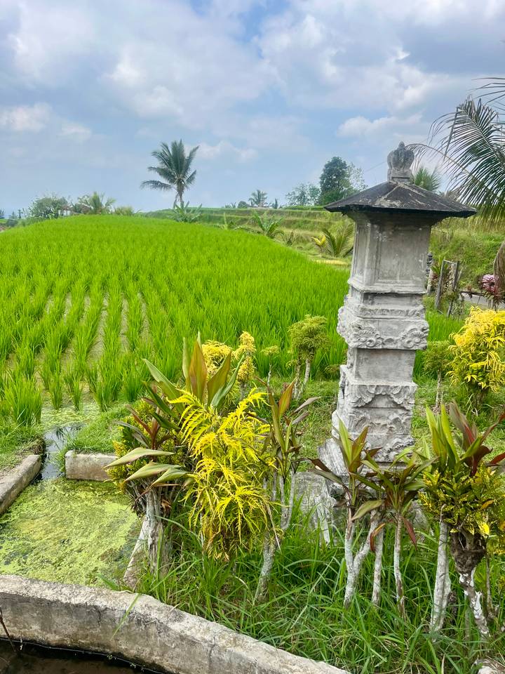 Bright green rice paddy with a small carved stone shrine in the foreground.