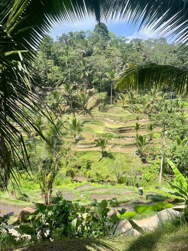 Lush stepped rice terraces framed by palms viewed from above.