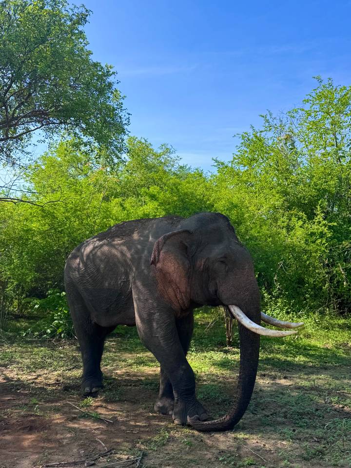 Large wild elephant with tusks stands amid dense green bushes.