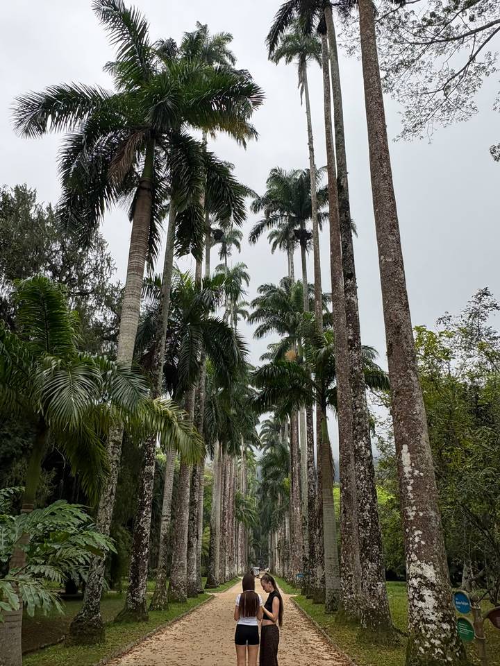 Tall palm trees line a garden pathway under an overcast sky.