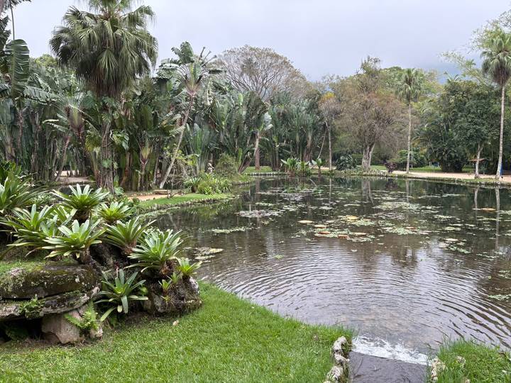 Tranquil pond with lily pads surrounded by tropical vegetation in a botanical garden.