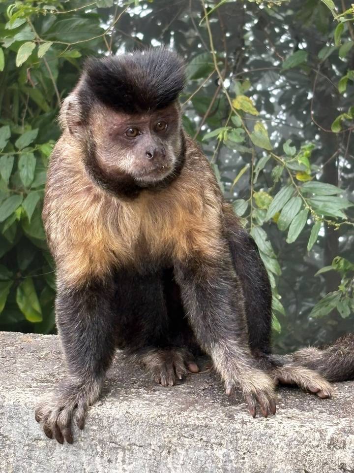 Close-up portrait of a brown capuchin monkey perched against jungle foliage.