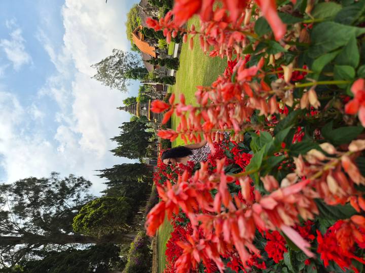 Woman walking through bright red flower beds in a manicured temple garden with pagoda in background.