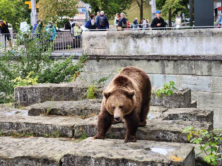 Brown bear explores rocky enclosure while visitors watch from a railing above.