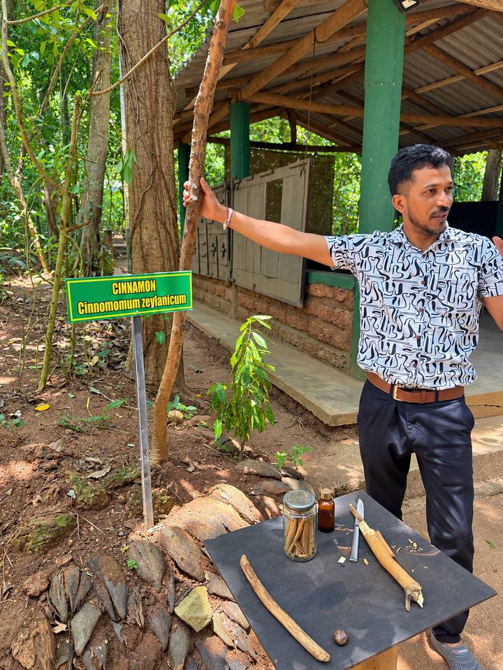 Guide explaining a cinnamon tree at a spice garden, pointing to a green informational sign.