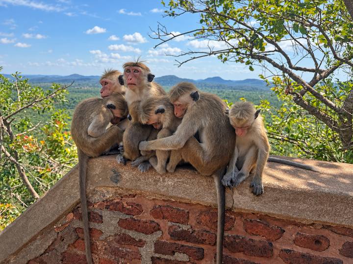 Cluster of monkeys huddling together on a brick ledge with green valley and blue sky in background.