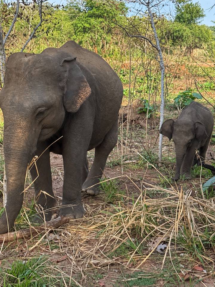 Adult elephant walking with a baby elephant through grassy scrubland.